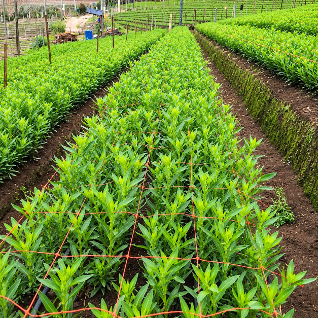 BenchAgro